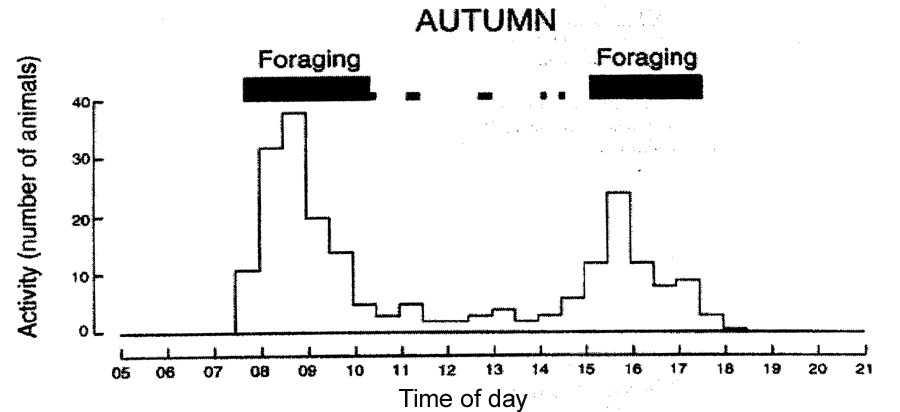 Degu Autumn Activity Pattern