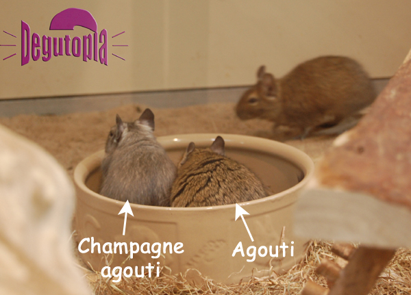 Champagne Agouti Degu