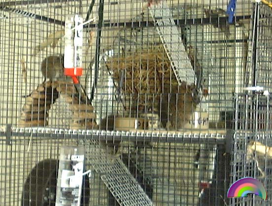 One of Degutopia's first cages (closeup)