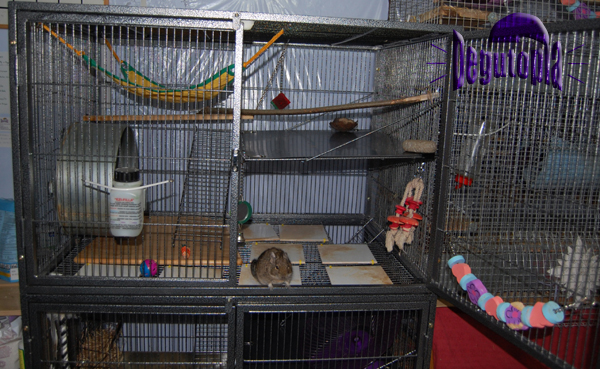 One of Degutopia's more recent cages, The Hazels (top half)