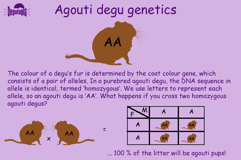 The Genetics of the Agouti Degu