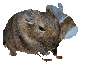 How to care for degus