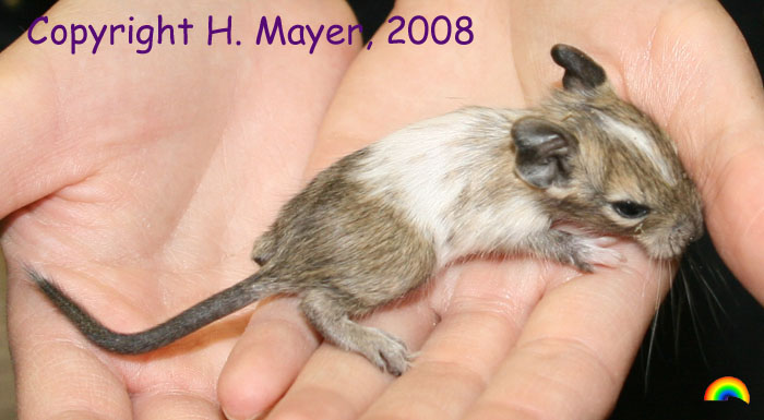 White Patched Agouti Degu Pup (Hannelore Mayer)