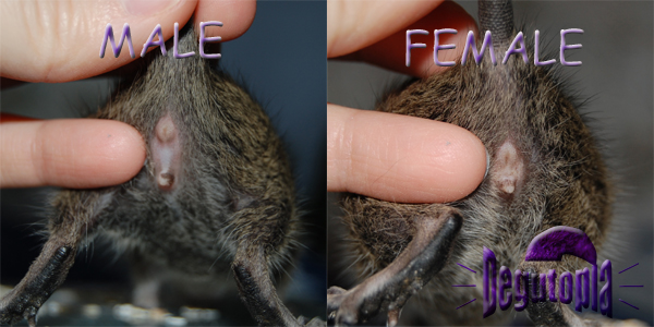 Comparing 4 Week Old Degu Male and Female Anatomy