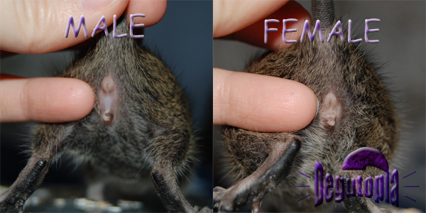 Comparing 4 Week Old Degu Male and Female Anatomy Comparing 4 Week Old Degu Male and Female Anatomy