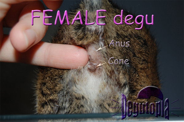 Adult Female Degu Adult Female Degu