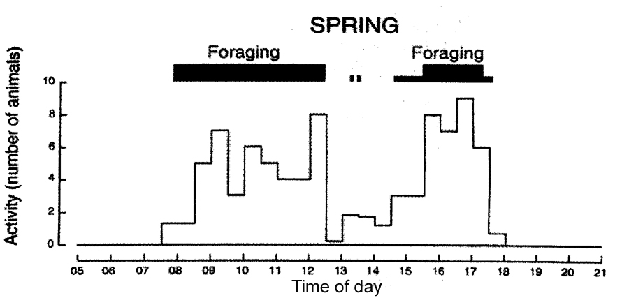 Degu Spring Activity Pattern