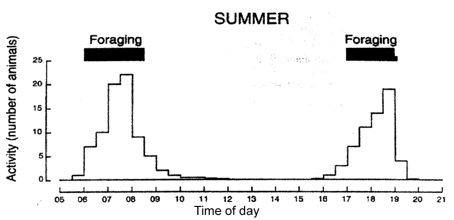 Degu Summer Activity Pattern