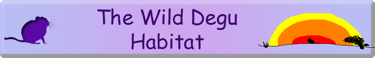The Wild Degu Habitat