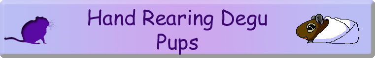 Hand Rearing Degu Pups
