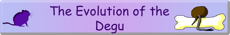 The Evolution of the Degu