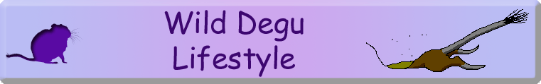 Wild Degu Lifestyle