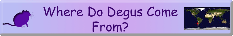 Where Do Degus Come From?