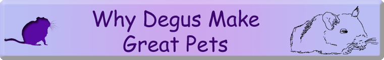 Why Degus Make Great Pets