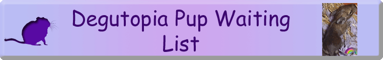 Degutopia Degu Pup Waiting List