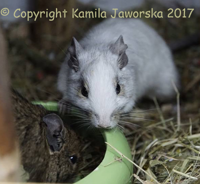 White Degu (Kamila Jaworska)