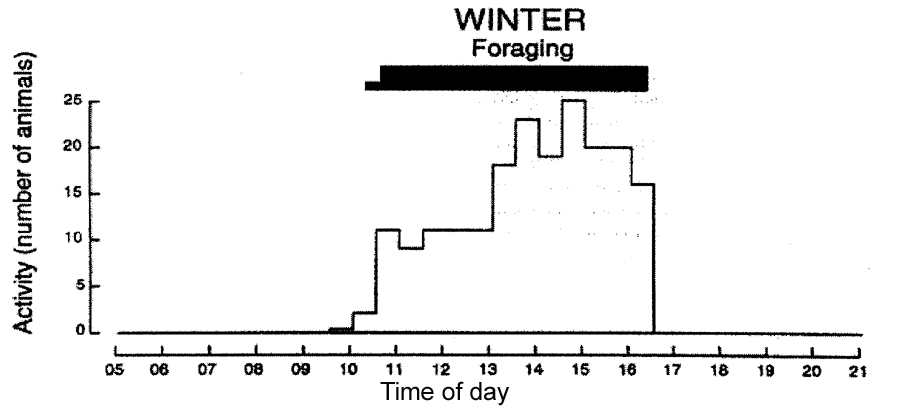Degu Winter Activity Pattern
