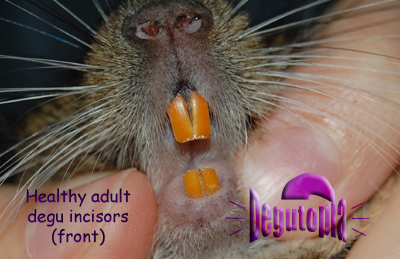 Healthy adult degu incisors (front)