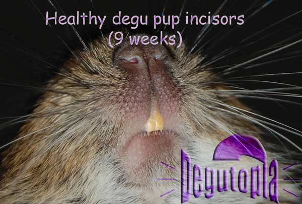 Healthy degu pup incisors at 9 weeks