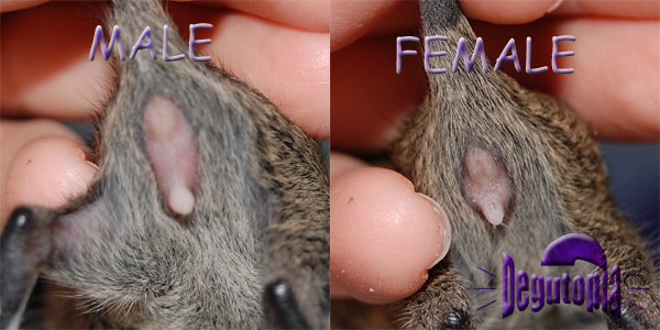 Comparing 2 Week Old Degu Male and Female Anatomy